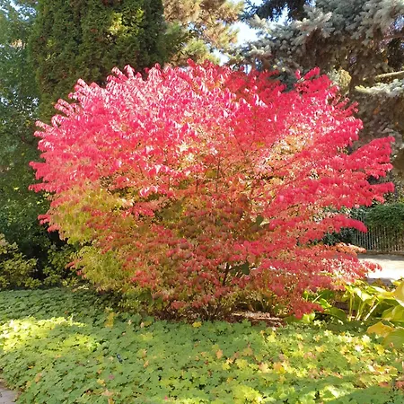 Apartament Panoramic *